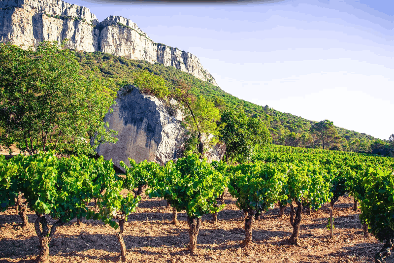 Pic Saint-Loup, Mas Bruguière-3